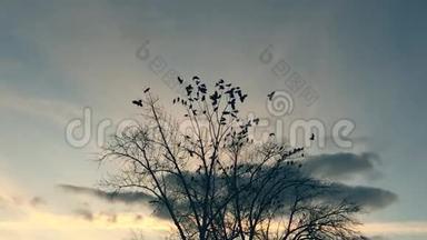 一群鸟从树上起飞，一群乌鸦黑鸟干树。 鸟儿在天空中慢动作的乌鸦